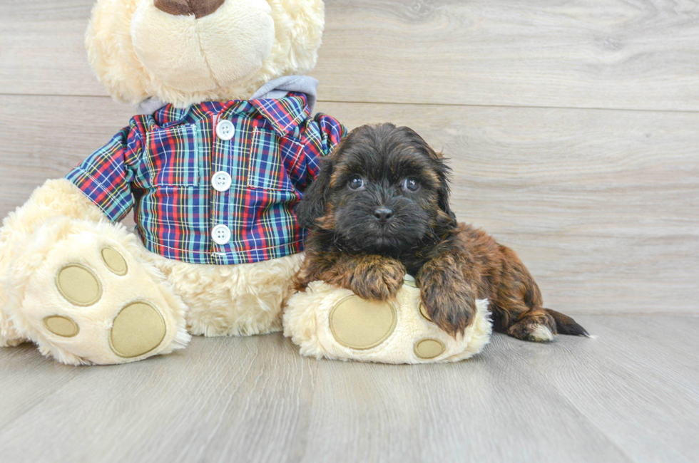6 week old Shih Poo Puppy For Sale - Simply Southern Pups