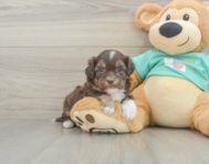 8 week old Shih Poo Puppy For Sale - Simply Southern Pups