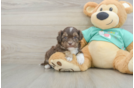 Little Shih Poo Poodle Mix Puppy