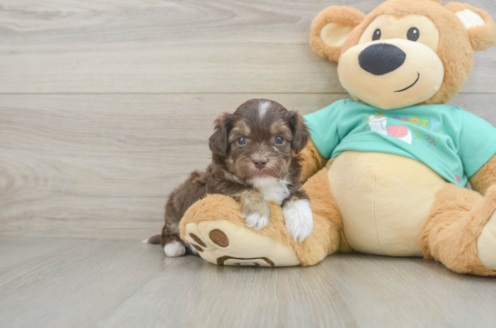 Little Shih Poo Poodle Mix Puppy