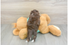 Funny Shih Poo Poodle Mix Pup
