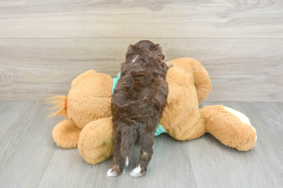 Funny Shih Poo Poodle Mix Pup