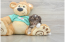 Smart Shih Poo Poodle Mix Pup
