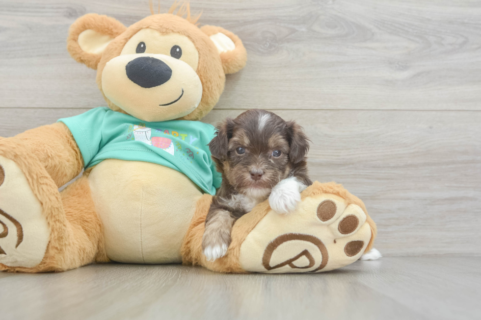 Smart Shih Poo Poodle Mix Pup