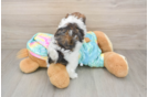Shih Poo Pup Being Cute