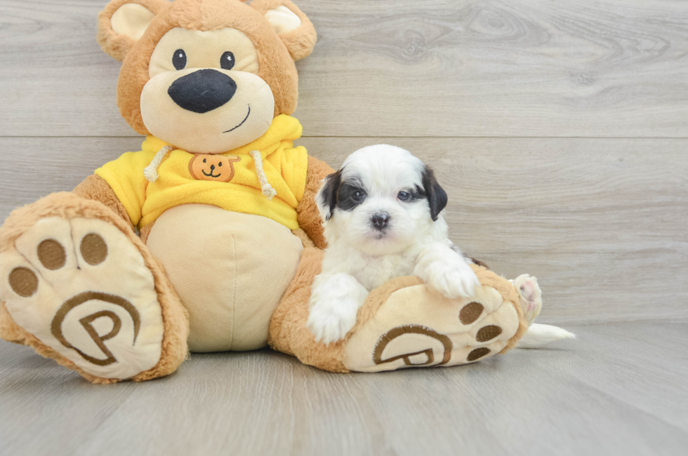 6 week old Shih Poo Puppy For Sale - Simply Southern Pups