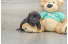 Best Shih Poo Baby