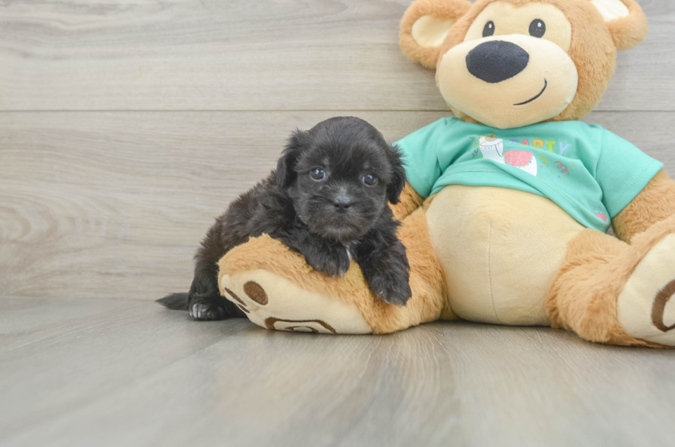 5 week old Shih Poo Puppy For Sale - Simply Southern Pups