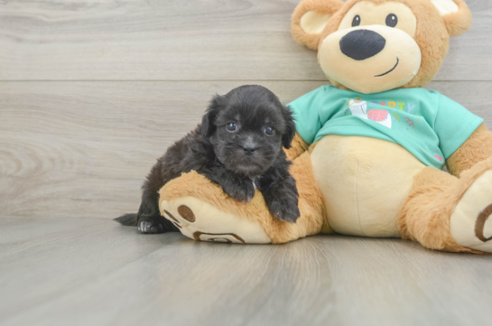 Best Shih Poo Baby