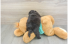 Petite Shih Poo Poodle Mix Pup