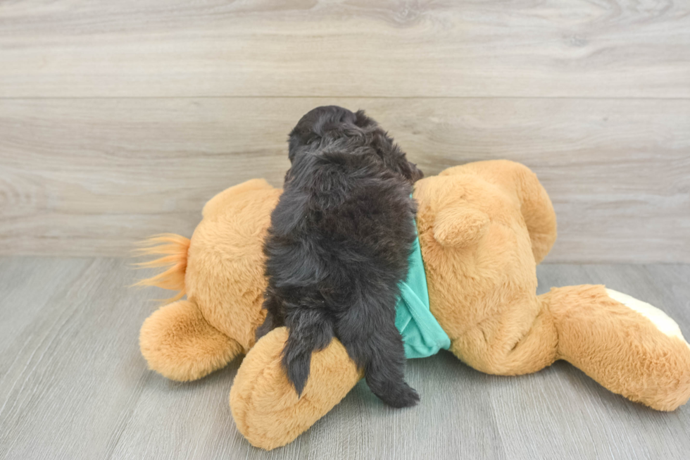 Petite Shih Poo Poodle Mix Pup