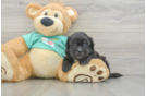 Little Shih Poo Poodle Mix Puppy