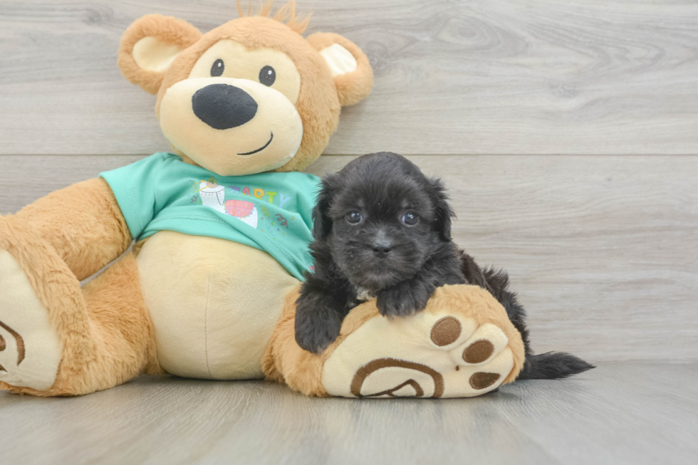 Little Shih Poo Poodle Mix Puppy