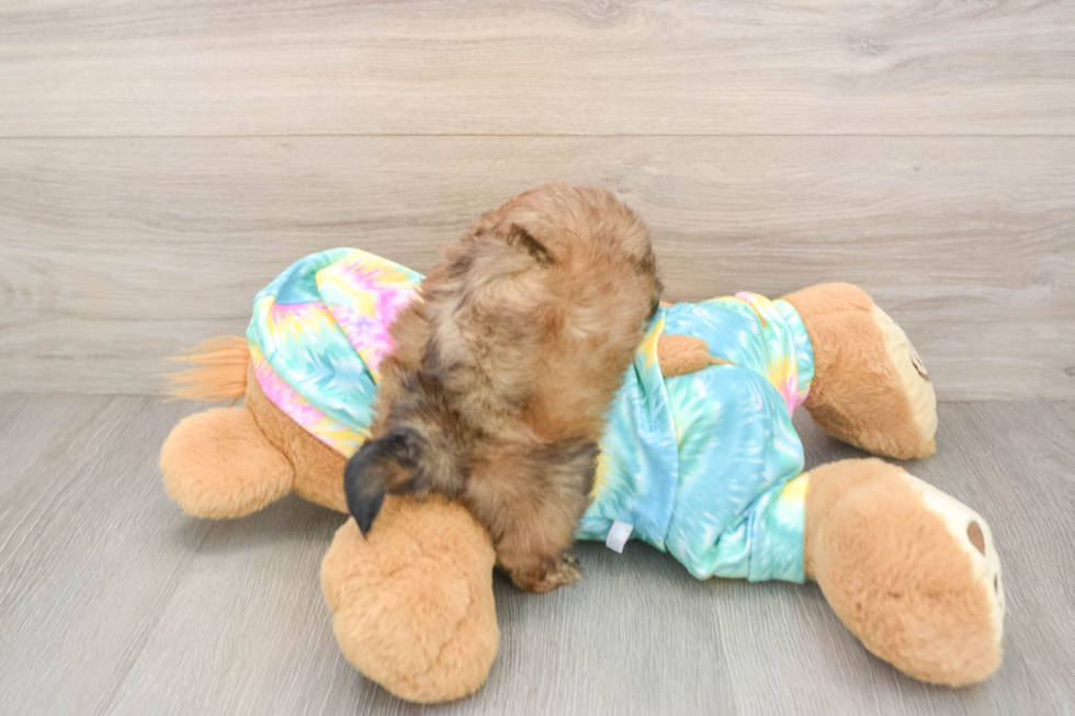 Best Shih Poo Baby