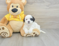 7 week old Shih Poo Puppy For Sale - Simply Southern Pups