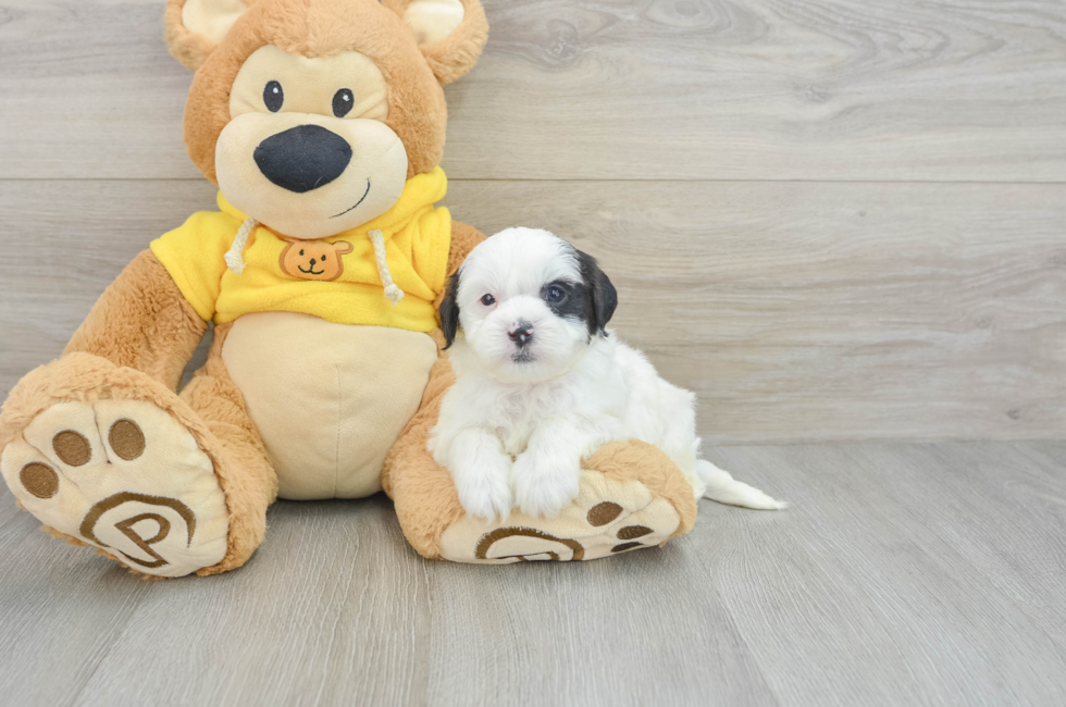 6 week old Shih Poo Puppy For Sale - Simply Southern Pups