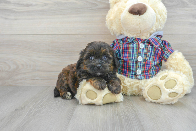 Best Shih Poo Baby