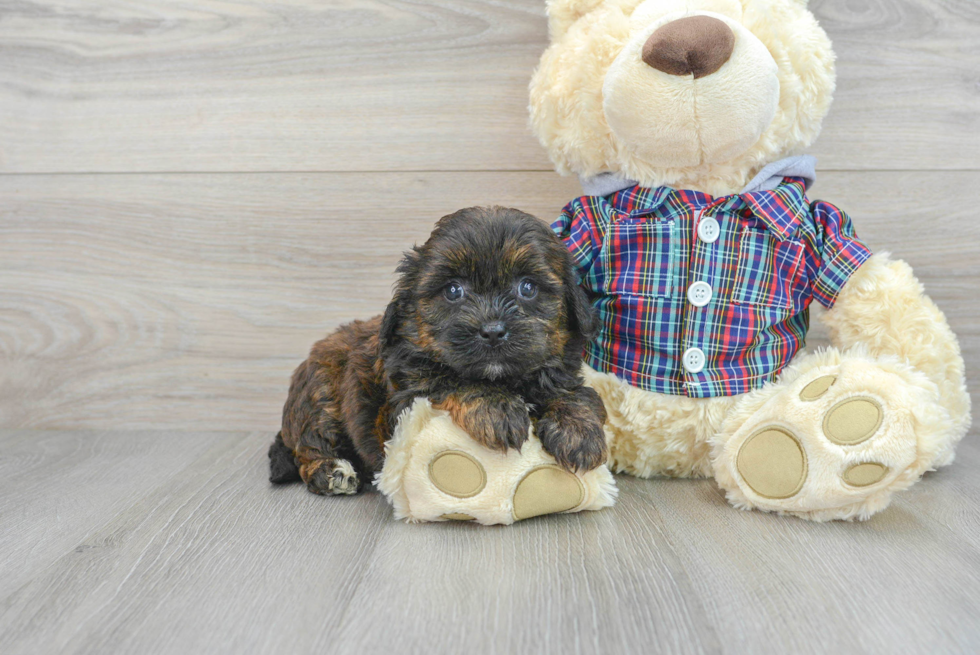 Best Shih Poo Baby