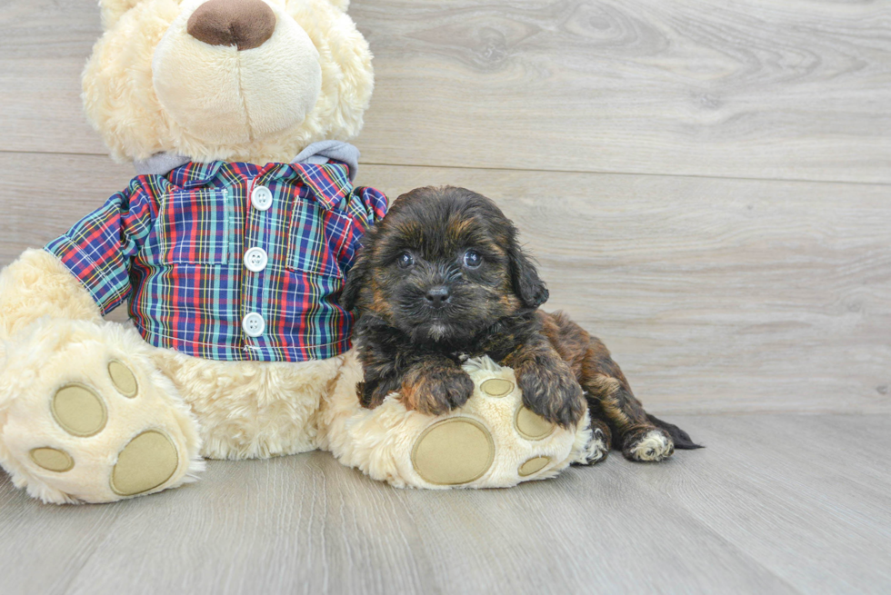 Popular Shih Poo Poodle Mix Pup