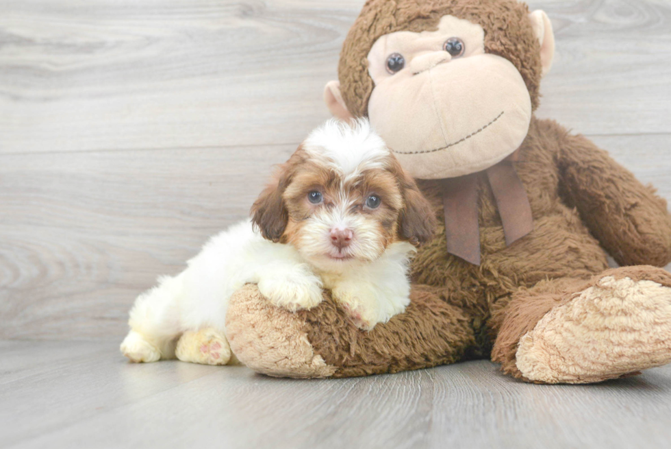 Shih Poo Pup Being Cute