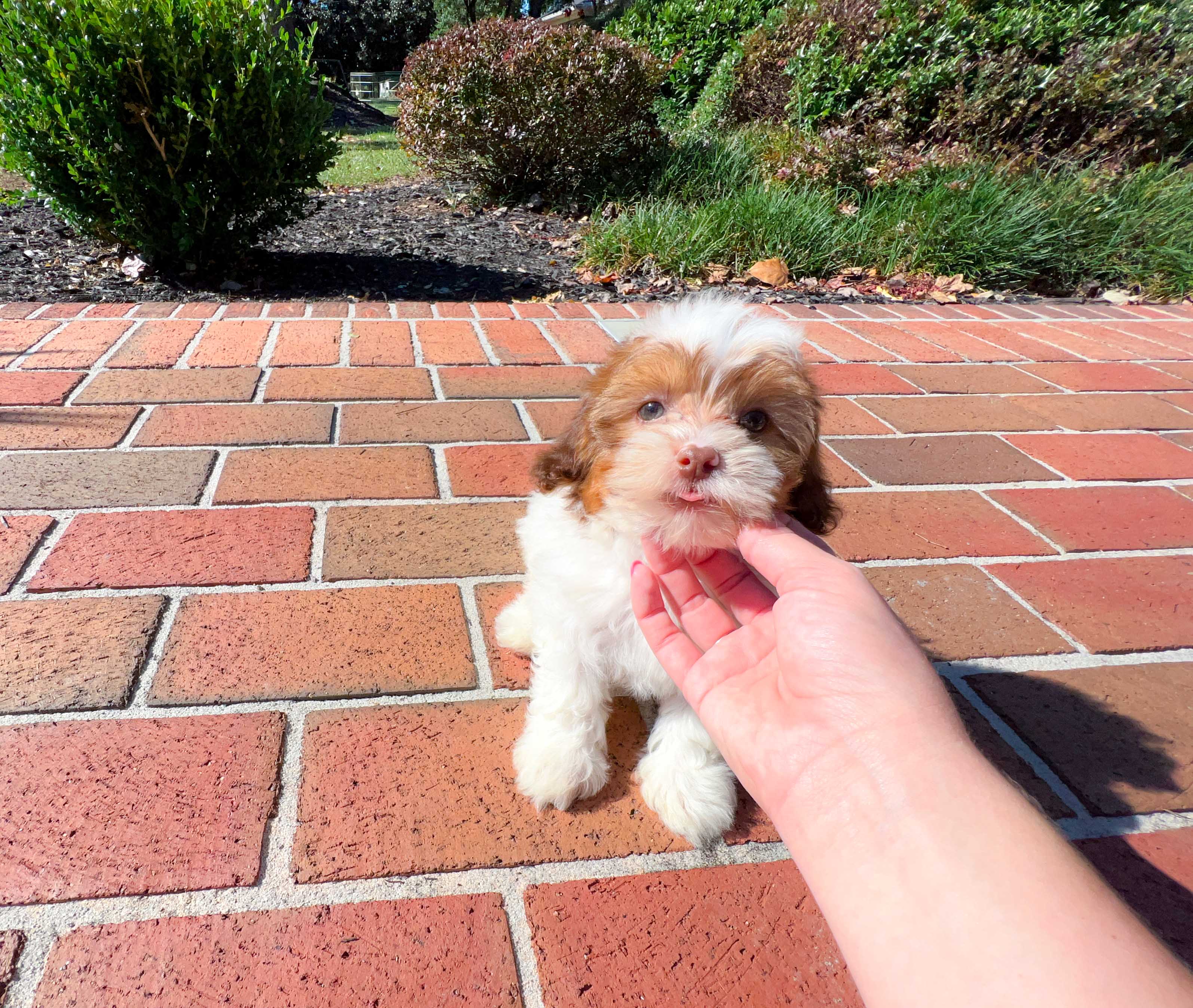 Poo✨様 AzpectCustomz Sakura Wolf Infinity XL Hybrid Mousepad - 19