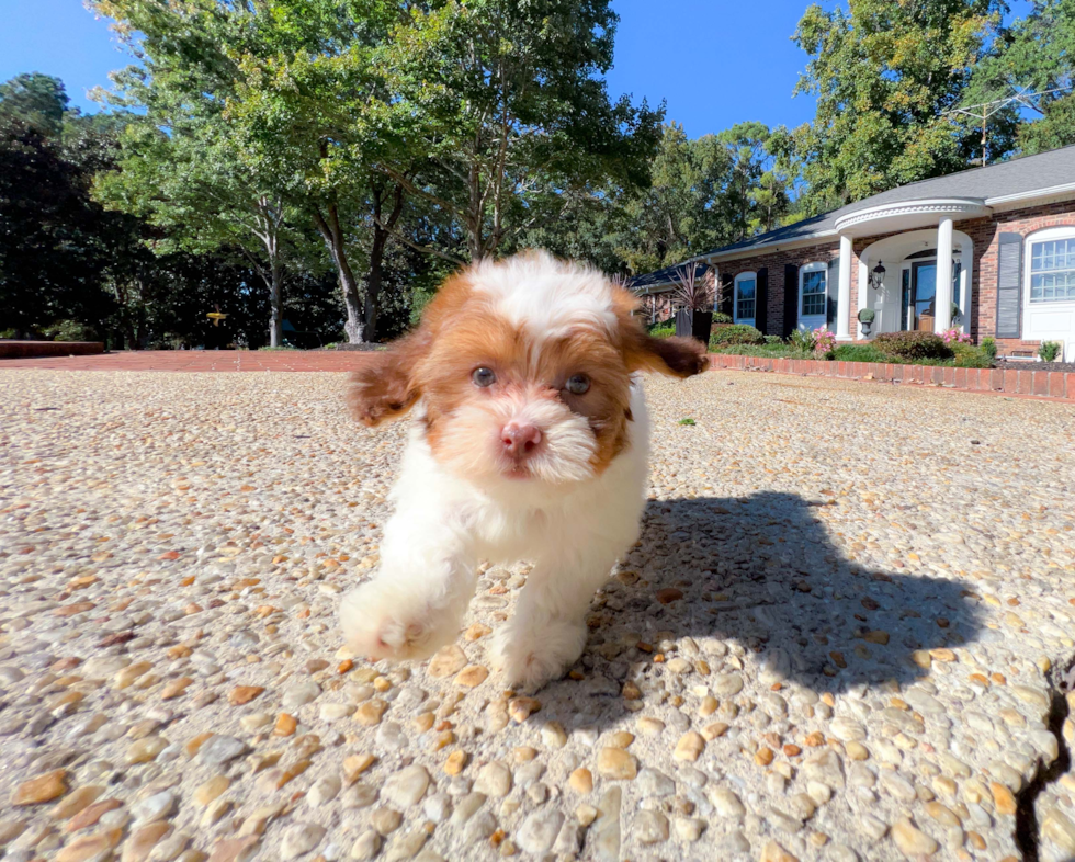 Cute Shih Poo Baby