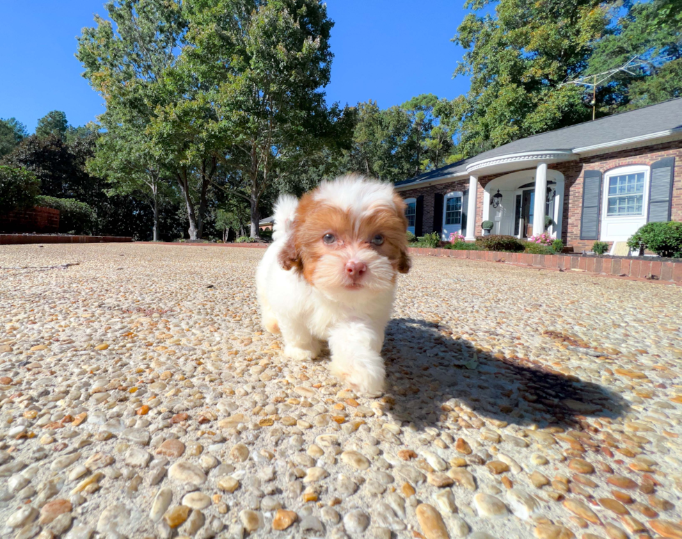 Shih Poo Pup Being Cute