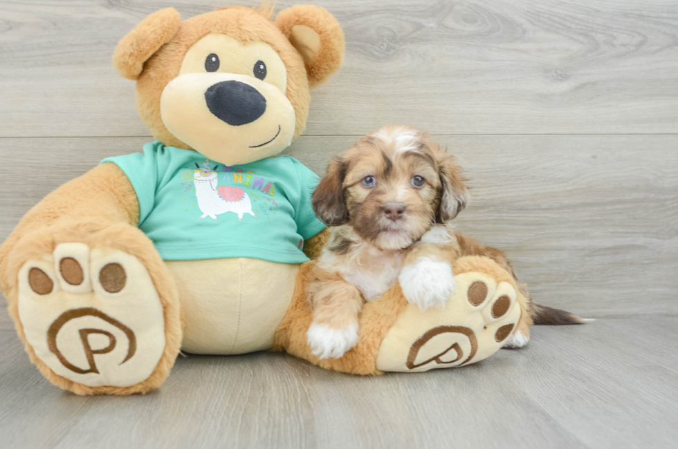 6 week old Shih Poo Puppy For Sale - Simply Southern Pups