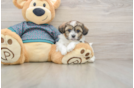 Shih Poo Puppy for Adoption