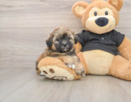 5 week old Shih Poo Puppy For Sale - Simply Southern Pups