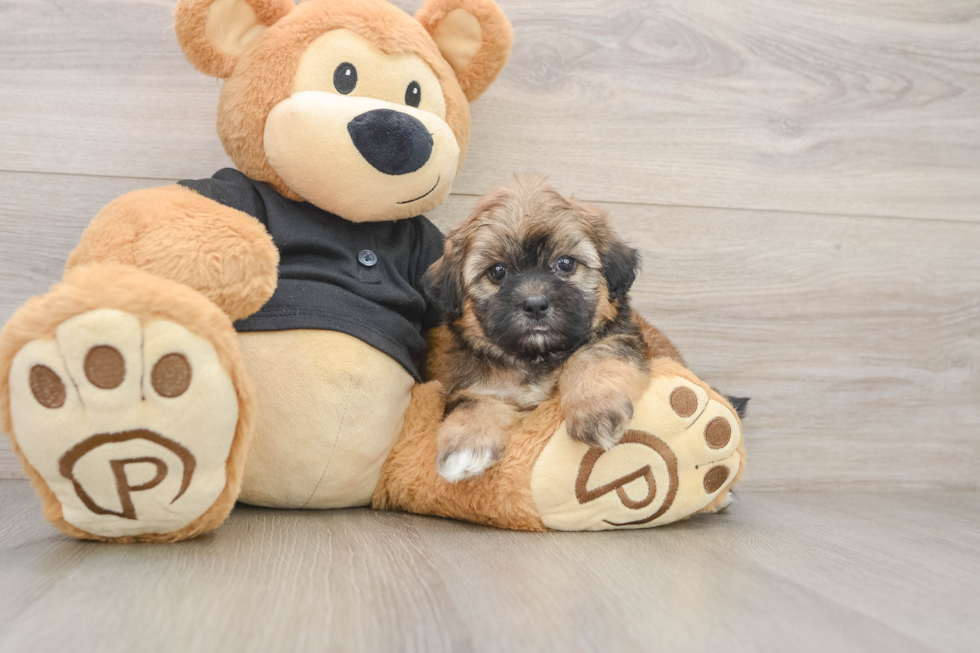 Shih Poo Puppy for Adoption