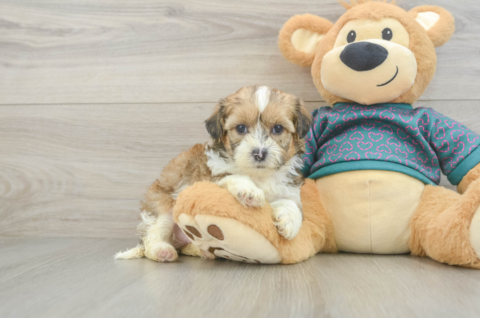 5 week old Shih Poo Puppy For Sale - Simply Southern Pups