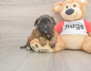 8 week old Shih Poo Puppy For Sale - Simply Southern Pups