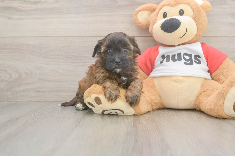 5 week old Shih Poo Puppy For Sale - Simply Southern Pups