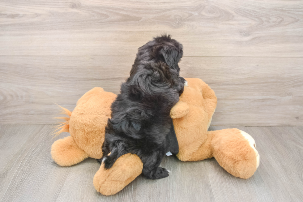 Shih Poo Pup Being Cute