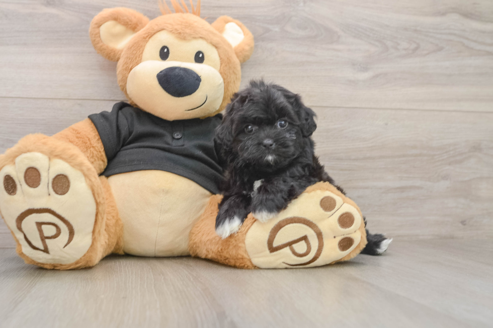 Shih Poo Puppy for Adoption