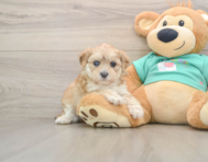 7 week old Shih Poo Puppy For Sale - Simply Southern Pups