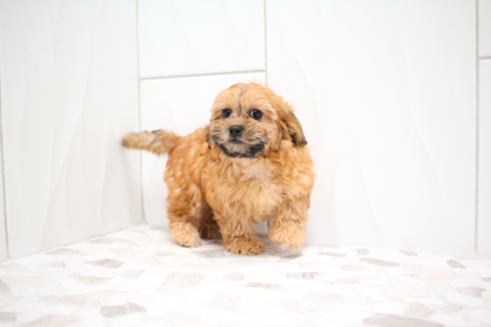 Cute Shih Poo Poodle Mix Pup