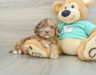 6 week old Shih Poo Puppy For Sale - Simply Southern Pups