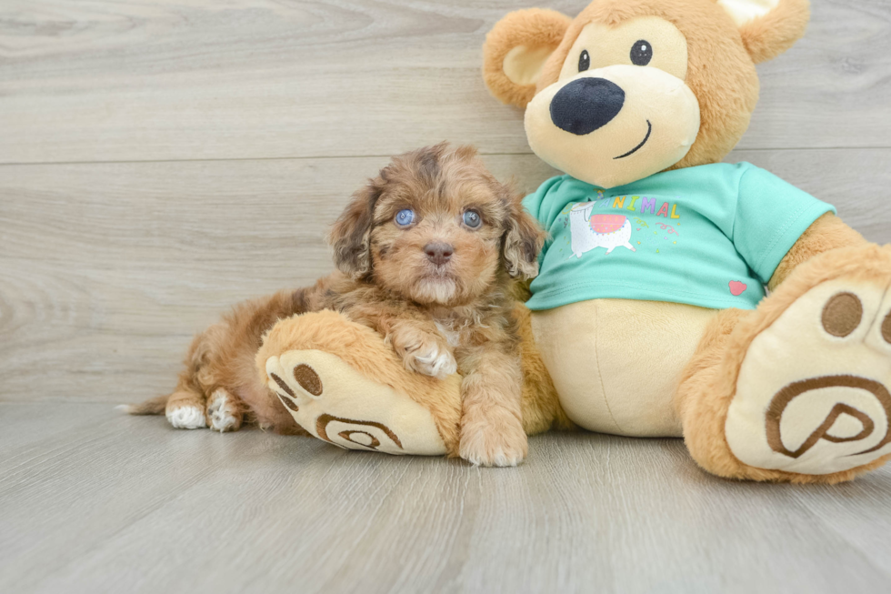 Smart Shih Poo Poodle Mix Pup