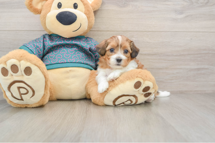 Fluffy Shih Poo Poodle Mix Pup