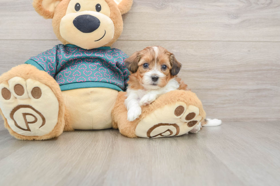 Fluffy Shih Poo Poodle Mix Pup