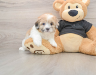 5 week old Shih Poo Puppy For Sale - Simply Southern Pups