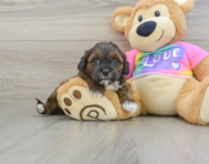 8 week old Shih Poo Puppy For Sale - Simply Southern Pups