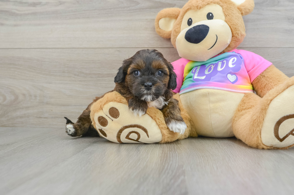 8 week old Shih Poo Puppy For Sale - Simply Southern Pups