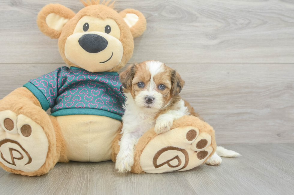 5 week old Shih Poo Puppy For Sale - Simply Southern Pups