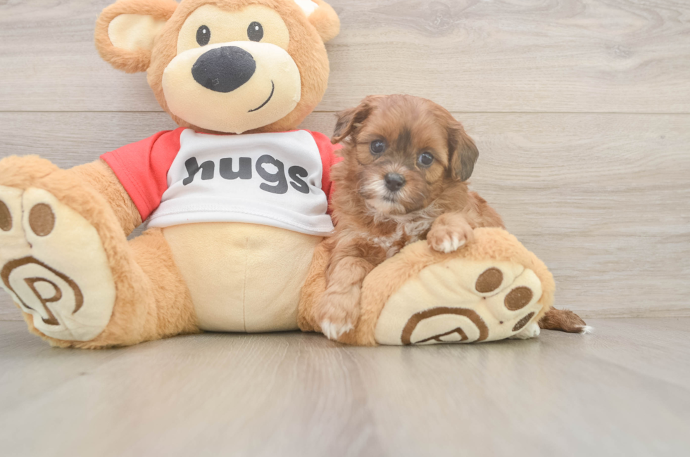 5 week old Shih Poo Puppy For Sale - Simply Southern Pups