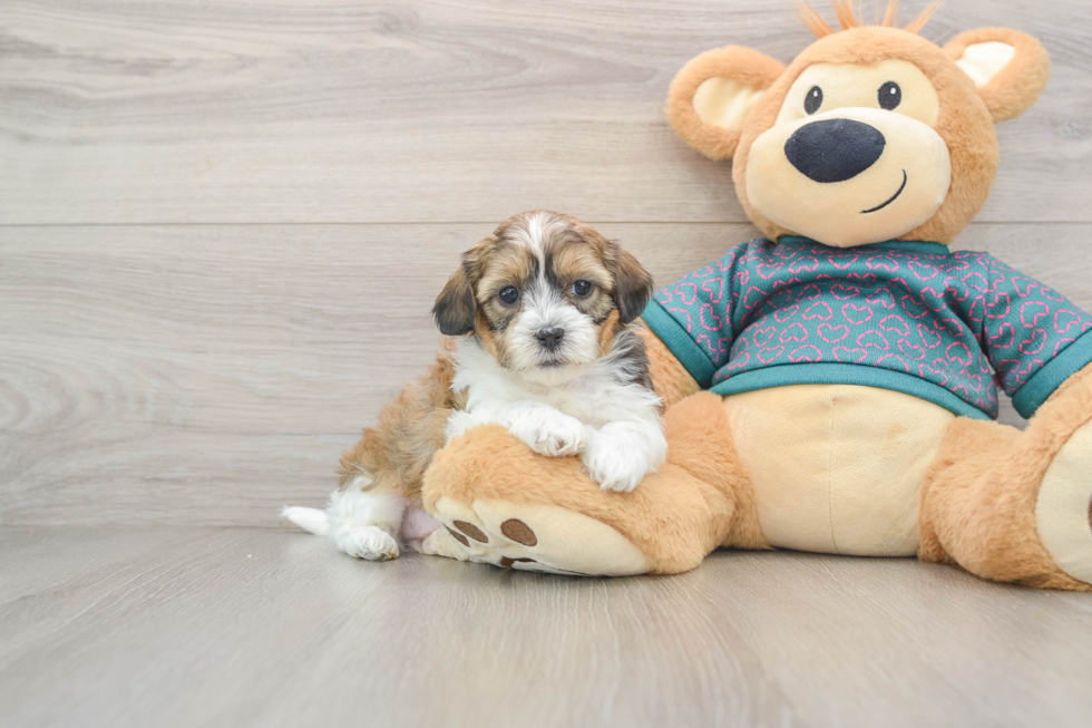 Hypoallergenic Shih Poo Poodle Mix Puppy