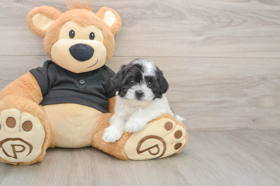 Petite Shih Poo Poodle Mix Pup