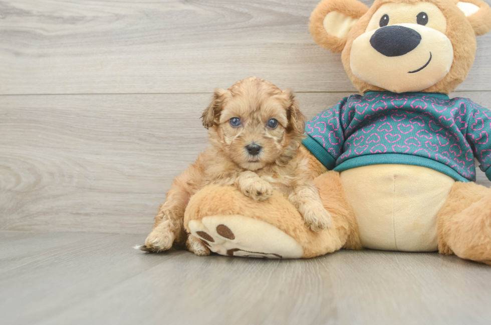 5 week old Shih Poo Puppy For Sale - Simply Southern Pups
